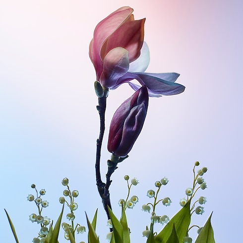 Apogée in Perfumes and Beauty's Collections Feminine Perfumes collections by Louis Vuitton (Product zoom)