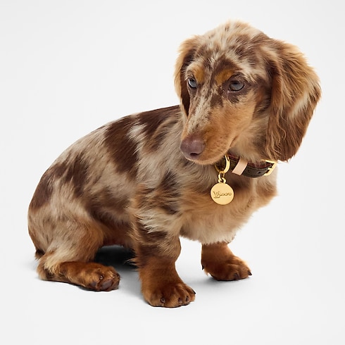 Dog Collar XS in Trunks, Travel and Home's Pets Accessories } collections by Louis Vuitton (Product zoom)
