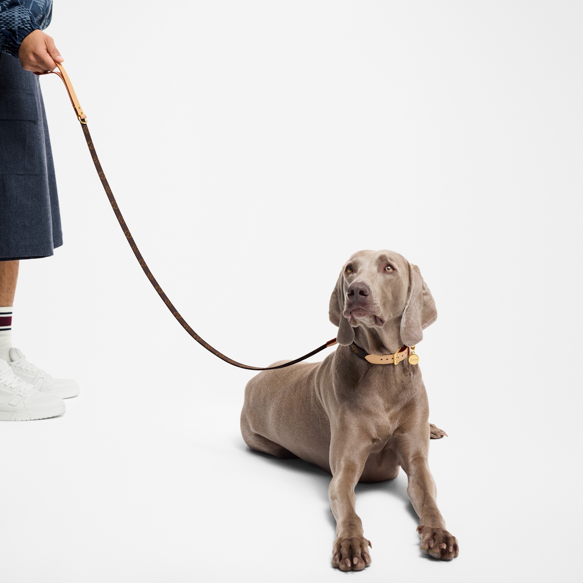 Dog Leash MM  in Trunks, Travel and Home
