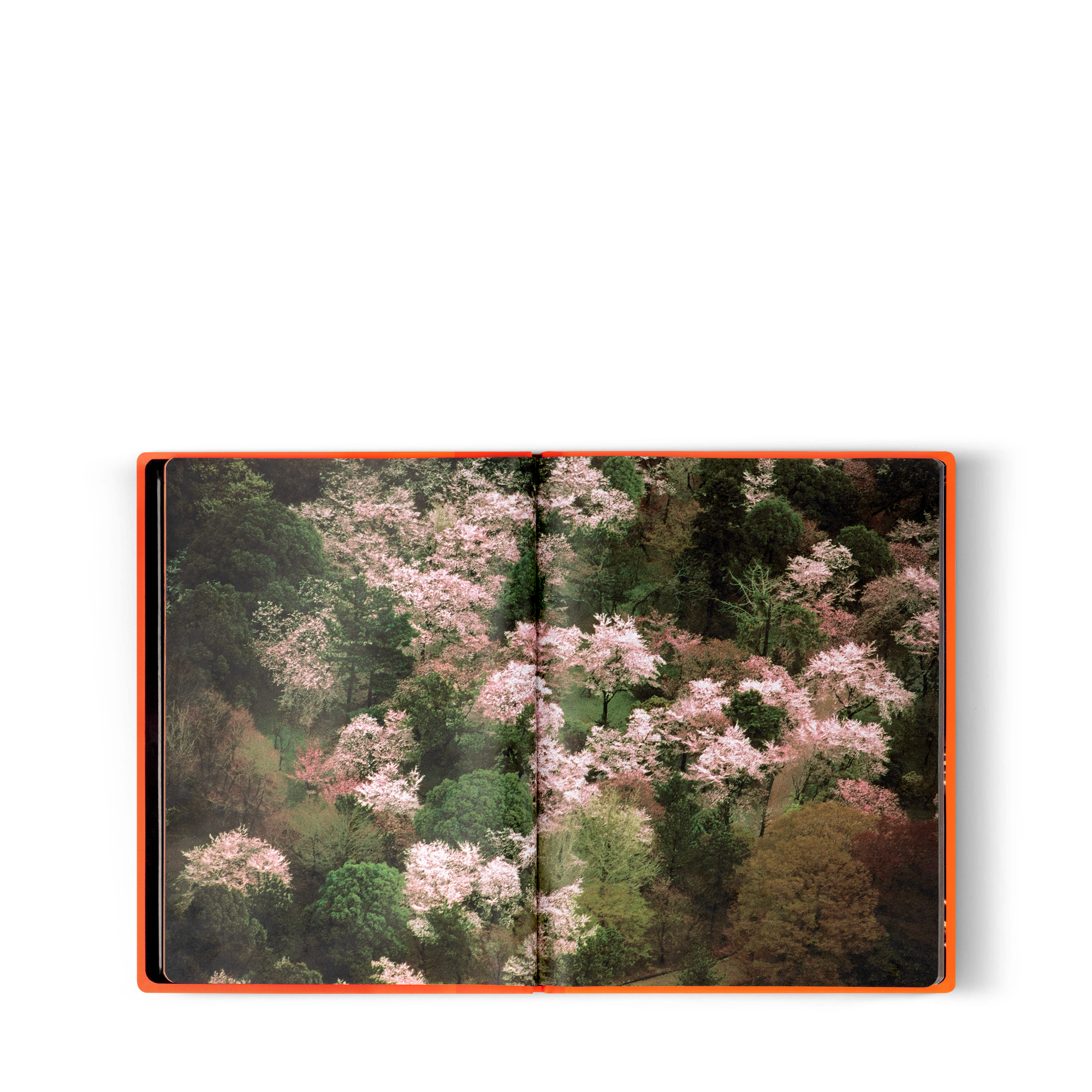 Fashion Eye Silk Road  in Trunks, Travel and Home