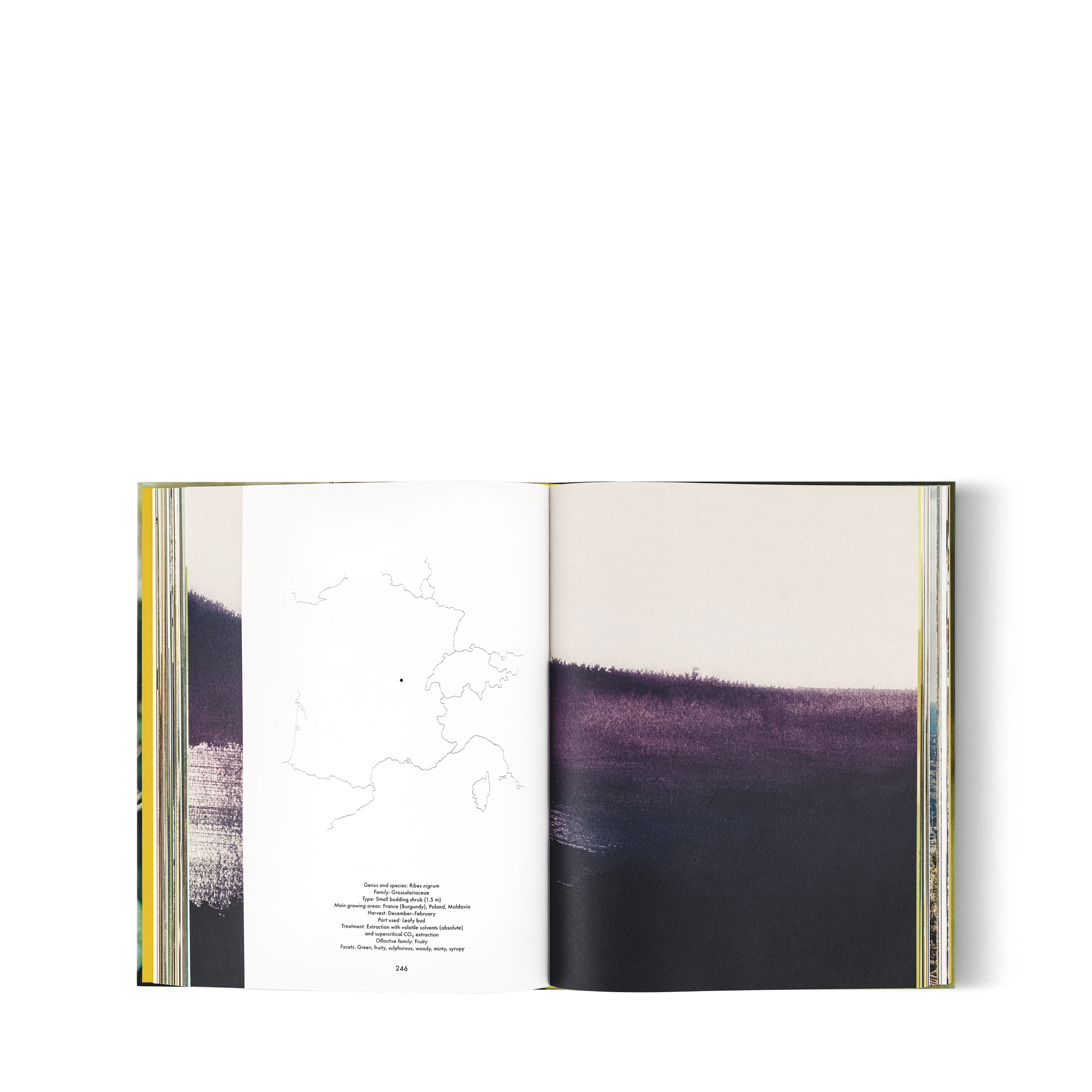 Louis Vuitton: A Perfume Atlas, English Version  in Trunks, Travel and Home